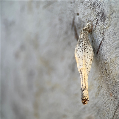 Hyalarcta nigrescens (Ribbed Case Moth) at Barton, ACT - 27 Sep 2024 by Hejor1