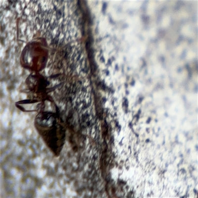 Crematogaster sp. (genus) (Acrobat ant, Cocktail ant) at Barton, ACT - 27 Sep 2024 by Hejor1