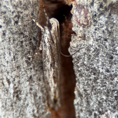 Ardozyga amblopis (A Gelechiod moth (Gelechiidae)) at Barton, ACT - 27 Sep 2024 by Hejor1