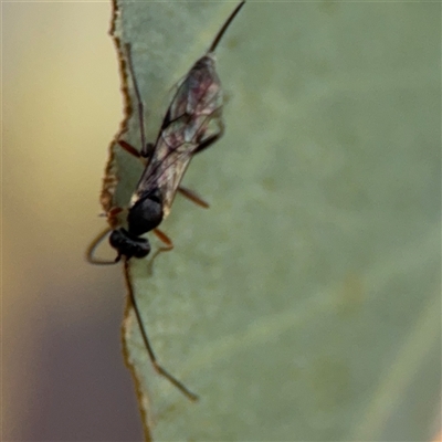 Ichneumonoidea (Superfamily) (A species of parasitic wasp) at Barton, ACT - 27 Sep 2024 by Hejor1