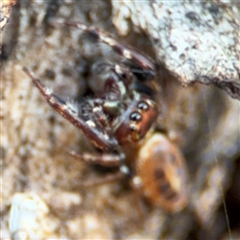 Opisthoncus sexmaculatus at Parkes, ACT - 27 Sep 2024 04:09 PM