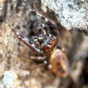 Opisthoncus sexmaculatus at Parkes, ACT - 27 Sep 2024 04:09 PM