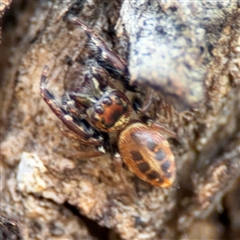 Opisthoncus sexmaculatus at Parkes, ACT - 27 Sep 2024 04:09 PM