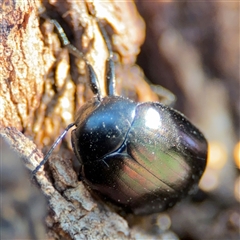 Chalcopteroides sp. (genus) (Rainbow darkling beetle) at Parkes, ACT - 27 Sep 2024 by Hejor1