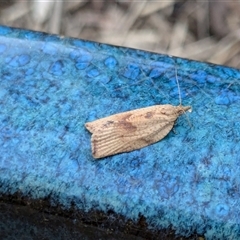 Epiphyas xylodes (A Tortricid moth (Tortricinae)) at Franklin, ACT - 26 Jul 2024 by chriselidie