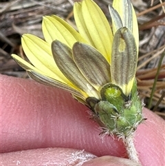 Arctotheca calendula (Capeweed, Cape Dandelion) at Lawson, ACT - 27 Sep 2024 by lbradley