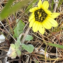 Arctotheca calendula at Lawson, ACT - 28 Sep 2024 09:02 AM