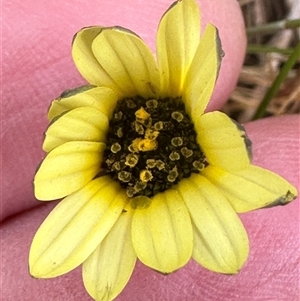 Arctotheca calendula at Lawson, ACT - 28 Sep 2024 09:02 AM