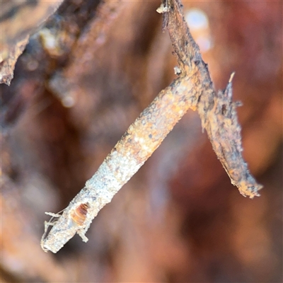 Psychidae (family) IMMATURE (Unidentified case moth or bagworm) at Parkes, ACT - 27 Sep 2024 by Hejor1