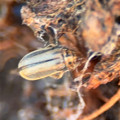 Xanthogaleruca luteola (Elm leaf beetle) at Parkes, ACT - 27 Sep 2024 by Hejor1