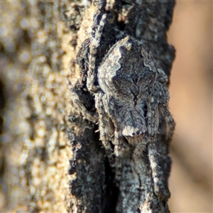 Socca pustulosa at Barton, ACT - 27 Sep 2024