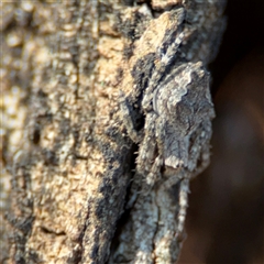 Socca pustulosa at Barton, ACT - 27 Sep 2024 03:55 PM