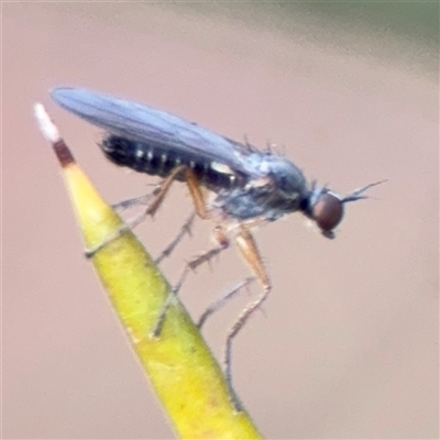 Empididae sp. (family) (Dance fly) at Barton, ACT - 27 Sep 2024 by Hejor1