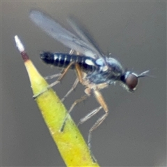 Empididae (family) at Barton, ACT - 27 Sep 2024 03:47 PM