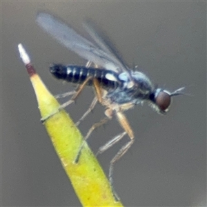 Empididae (family) at Barton, ACT - 27 Sep 2024 03:47 PM