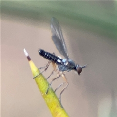 Empididae (family) at Barton, ACT - 27 Sep 2024 03:47 PM