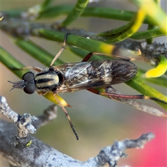 Ectinorhynchus sp. (genus) (A Stiletto Fly) at Barton, ACT - 27 Sep 2024 by Hejor1