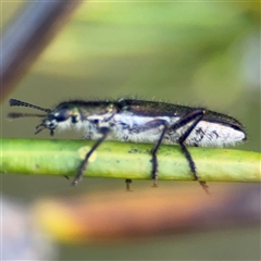 Eleale simplex (Clerid beetle) at Barton, ACT - 27 Sep 2024 by Hejor1