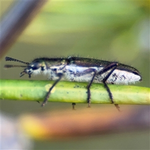 Eleale simplex at Barton, ACT - 27 Sep 2024 03:38 PM