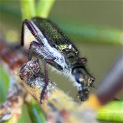 Eleale simplex at Barton, ACT - 27 Sep 2024 03:38 PM