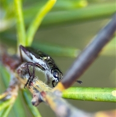 Eleale simplex at Barton, ACT - 27 Sep 2024 03:38 PM