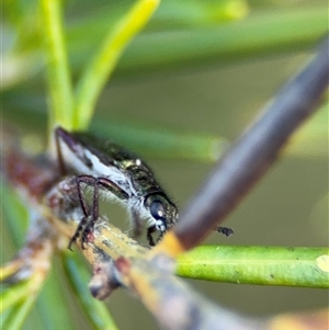 Eleale simplex at Barton, ACT - 27 Sep 2024 03:38 PM