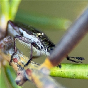 Eleale simplex at Barton, ACT - 27 Sep 2024 03:38 PM