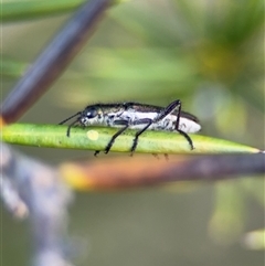 Eleale simplex at Barton, ACT - 27 Sep 2024 03:38 PM