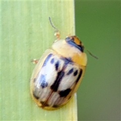 Peltoschema hamadryas (Hamadryas leaf beetle) at Barton, ACT - 27 Sep 2024 by Hejor1