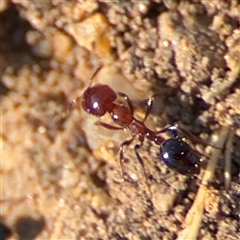 Monomorium sp. (genus) (A Monomorium ant) at Russell, ACT - 27 Sep 2024 by Hejor1