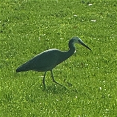 Egretta novaehollandiae (White-faced Heron) at Reid, ACT - 26 Sep 2024 by Hejor1