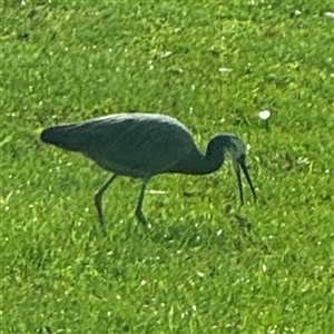 Egretta novaehollandiae at Reid, ACT - 27 Sep 2024