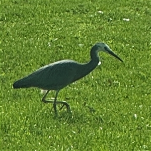 Egretta novaehollandiae at Reid, ACT - 27 Sep 2024