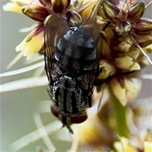 Muscoidea (super family) at Braddon, ACT - 26 Sep 2024 05:07 PM