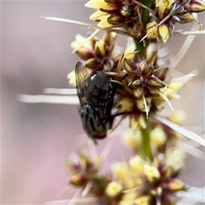 Muscoidea (super family) at Braddon, ACT - 26 Sep 2024 05:07 PM