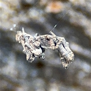 Philoponella congregabilis at Braddon, ACT - 26 Sep 2024 04:59 PM