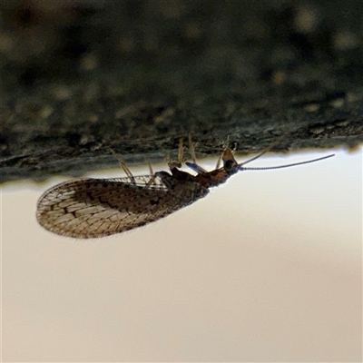 Hemerobiidae sp. (family) (Unidentified brown lacewing) at Braddon, ACT - 26 Sep 2024 by Hejor1