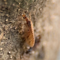 Hemerobiidae sp. (family) at Braddon, ACT - 26 Sep 2024