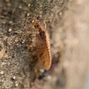 Hemerobiidae sp. (family) at Braddon, ACT - 26 Sep 2024 04:58 PM