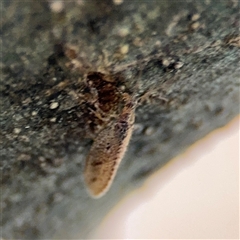 Hemerobiidae sp. (family) at Braddon, ACT - 26 Sep 2024 04:58 PM