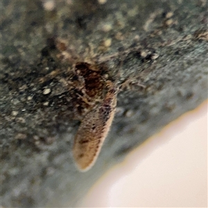 Hemerobiidae sp. (family) at Braddon, ACT - 26 Sep 2024 04:58 PM
