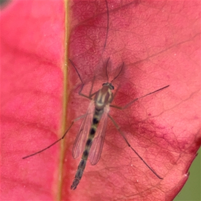 Culicidae (family) at Braddon, ACT - 26 Sep 2024 by Hejor1