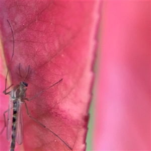 Chironomidae (family) at Braddon, ACT - 26 Sep 2024 04:55 PM