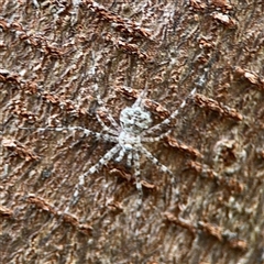 Tamopsis sp. (genus) (Two-tailed spider) at Braddon, ACT - 26 Sep 2024 by Hejor1