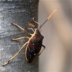 Poecilometis sp. (genus) (A Gum Tree Shield Bug) at Braddon, ACT - 26 Sep 2024 by Hejor1