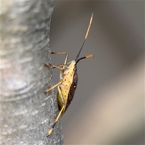 Poecilometis sp. (genus) at Braddon, ACT - 26 Sep 2024 04:43 PM