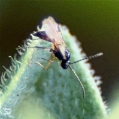 Ichneumonoidea (Superfamily) (A species of parasitic wasp) at Braddon, ACT - 26 Sep 2024 by Hejor1