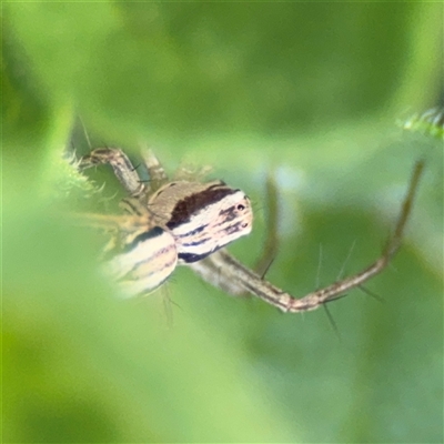 Oxyopes sp. (genus) (Lynx spider) at Braddon, ACT - 26 Sep 2024 by Hejor1