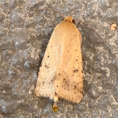 Helicoverpa (genus) (A bollworm) at Braddon, ACT - 26 Sep 2024 by Hejor1