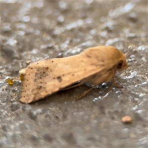 Helicoverpa (genus) at Braddon, ACT - 26 Sep 2024 04:23 PM